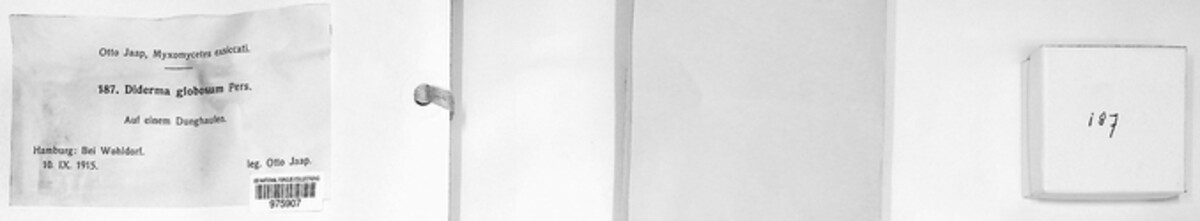Diderma image